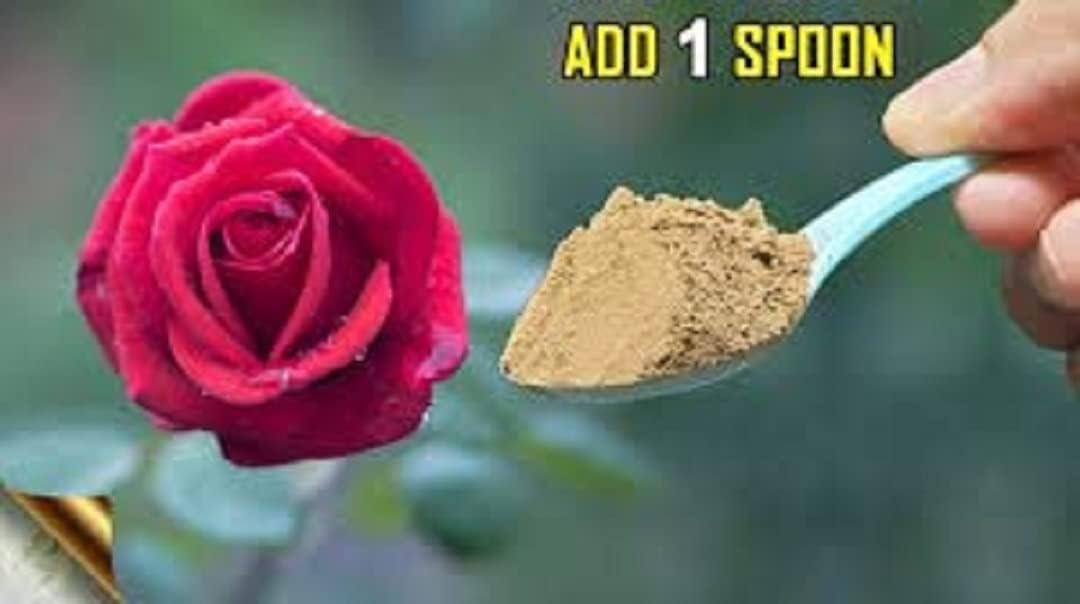 SDFindia Organic Bone Meal for Plants 25KG Home Gardening | Organic Bone Meal Fertilizer Rich in Phosphorus & Calcium | Promotes Root Growth, Flowering & Fruiting for Home. - Image 2