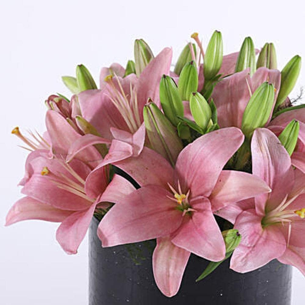 Asiatic Lily Imported and Hybrid Flower Bulbs Good Germination - Pack of 2 Bulbs (Pink) - Image 7