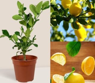 Shyam Baba Green House Live Lemon Tree Plant, Outdoor Plant, Green Leaves in Black Nursery Pot, Fresh Fruit Growing Kit Pack Of 2