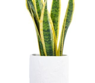 Musse Ceramic Planter Pot – Hand Painted Striped Indoor Plant Pot for Home Décor, Desk, Balcony & Tabletop (Multiple Colors Available) (Palm Planter)