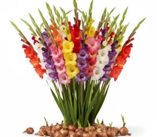 Premium Colour Gladiolus |Sword lily Flower Bulbs | Flowering Bulbs for Home Garden & Pots|EasytoGrow (20 Bulbs, Mix)