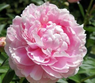 ® Imported Double Holland Peony Flower Bulbs for Home and Kitchen Gardening Pack of 1 Bulbs (BABY PINK)