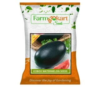 10 Grams - WATER MELON (ICE BOX - OVAL SHAPED) F1 - HYBRID SEEDS | Perfect for Home Gardening, Open Farming and Poly House Farming (Appx Seed Count 180-200 Seeds)