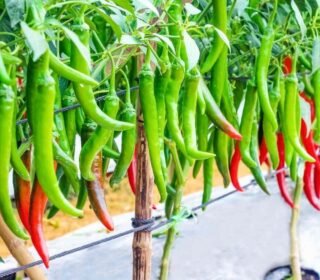 Chilli Pusa Jwala Garden Seeds, Hot Pepper Seeds - 10g Packet - Imported, Vegetable Gardening Seed (80% Germination Guaranty) (25)