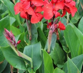 ® Canna Lily Flower Bulbs For Garden (Pack Of 5 bulbs)