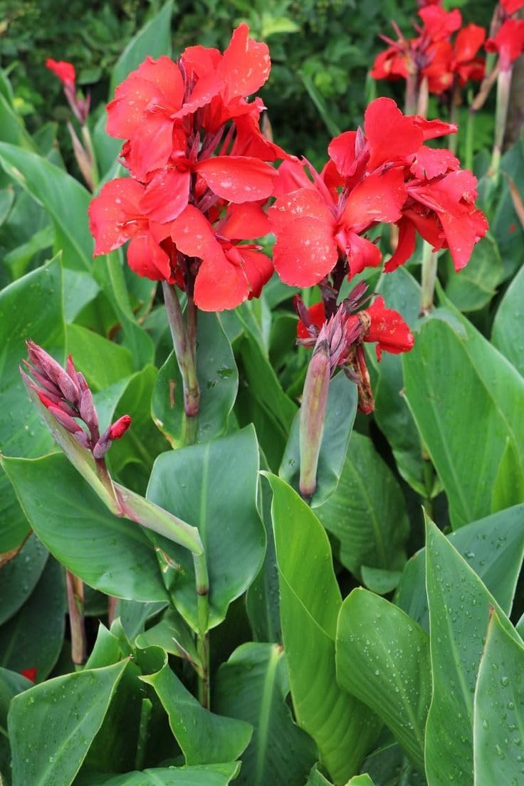 ® Canna Lily Flower Bulbs For Garden (Pack Of 5 bulbs)