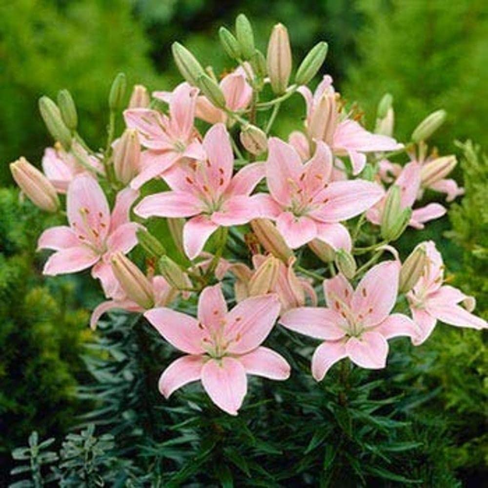 Asiatic Lily Imported and Hybrid Flower Bulbs Good Germination - Pack of 2 Bulbs (Pink) - Image 4