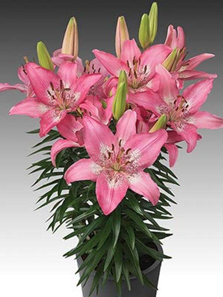 Asiatic Lily Imported and Hybrid Flower Bulbs Good Germination - Pack of 2 Bulbs (Pink) - Image 5