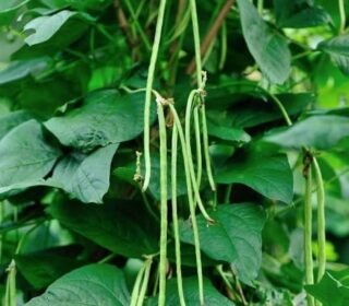 Long Bean Seeds (Yardlong Bean) for Home Garden | Vegetable Seeds for Kitchen Gardening | High Germination | Suitable for Pots, Terrace & Outdoor Growing