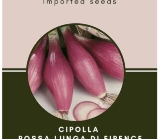 Imported Seeds - Cipolla Rossa Lunga Di Firenze Onion New Variety Vegetable Seeds - Pack of 4gm Seeds