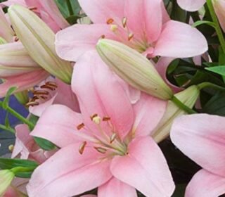 Asiatic Lily Imported and Hybrid Flower Bulbs Good Germination - Pack of 2 Bulbs (Pink)