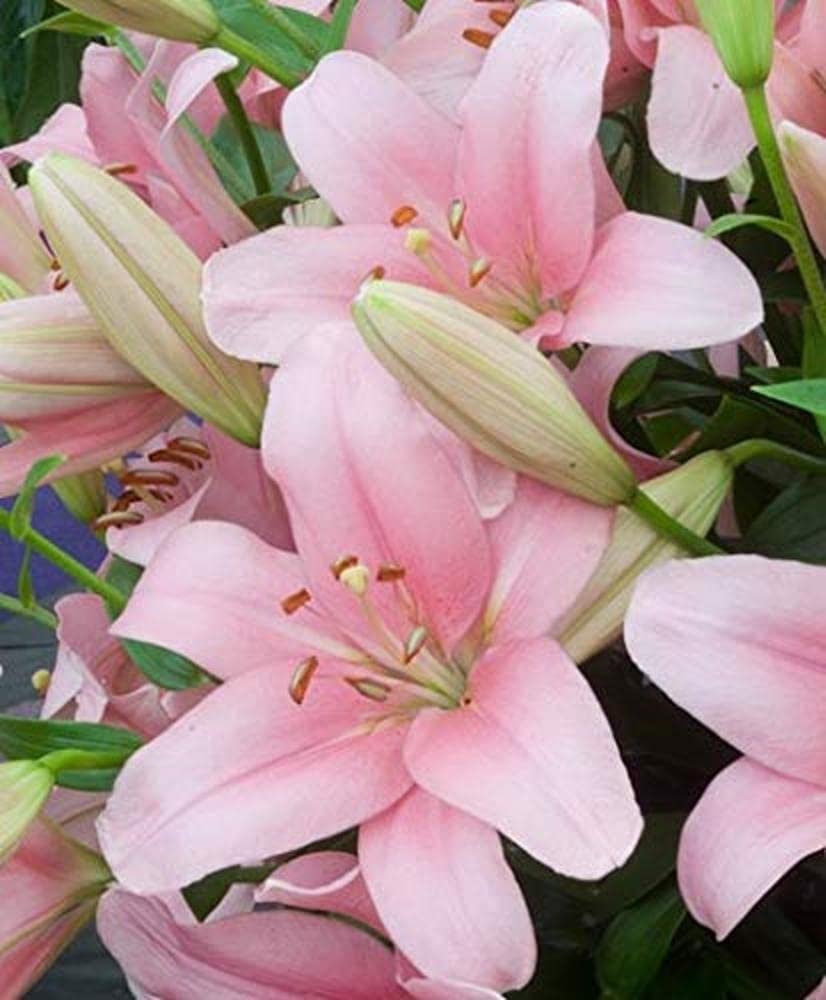 Asiatic Lily Imported and Hybrid Flower Bulbs Good Germination - Pack of 2 Bulbs (Pink)