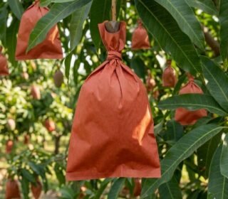 Skav Naturals Mango Fruit Protection Bags, Brown, 18x28 cm, Pack of 50 Covers for Growth and Protection