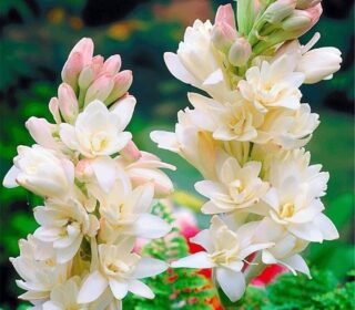 Premium Rajnigandha Flower Bulbs | Polianthes | Tuberose pack of 10 Flowering Garden & Balcony