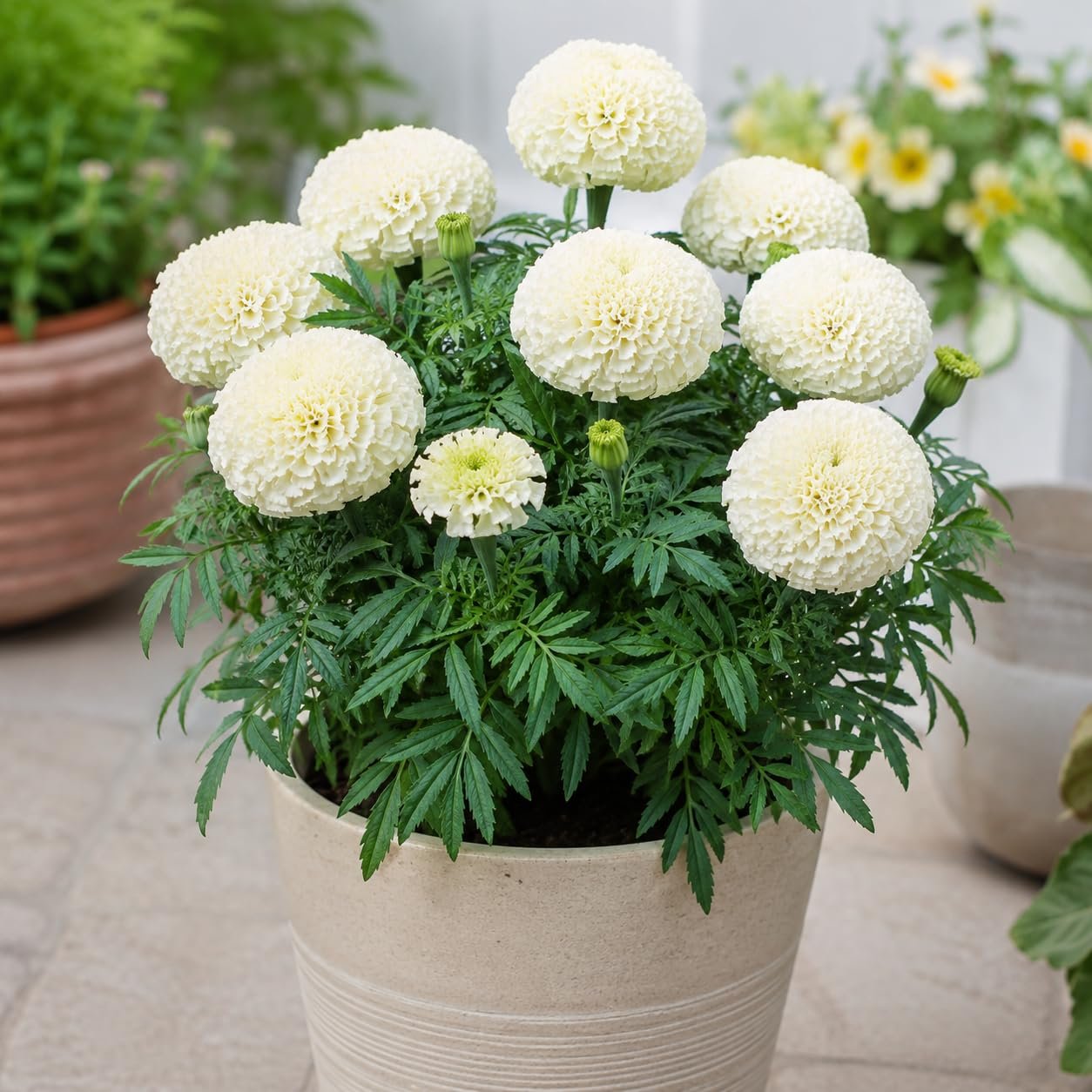 Low Maintenance Hybrid Flower Seeds Combo Pack- All Year Flower Seeds Supply (MARIGOLD 3 VARIETIES) - Image 5