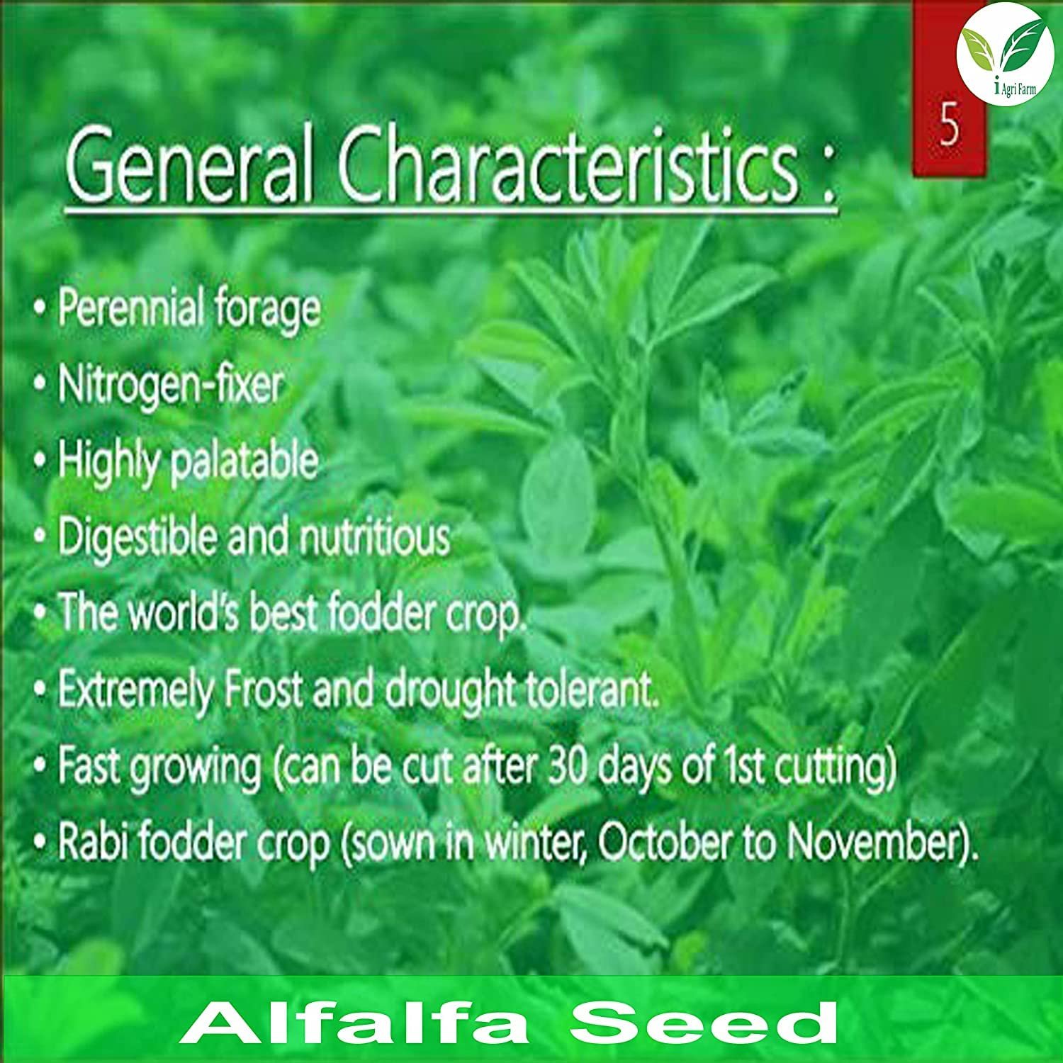 Alfalfa/Lucerne/Kuthirai Masal Seeds - 5 kg - Multicut - for Fodder Cultivation - Image 2