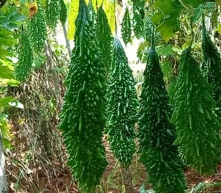East West Seeds Pragati Hybrid Bitter Gourd Seeds, 50 gm, High Yield