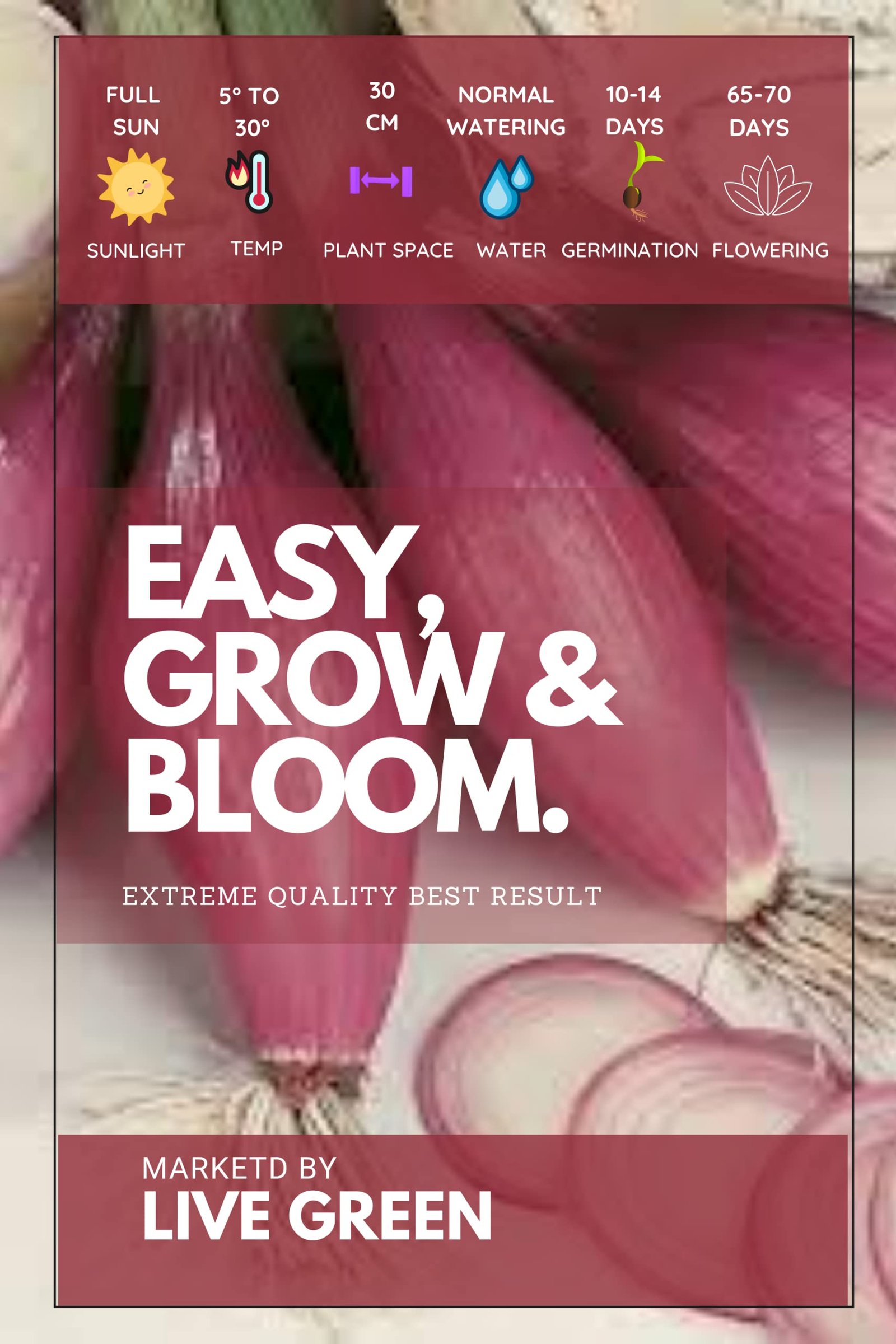 Imported Seeds - Cipolla Rossa Lunga Di Firenze Onion New Variety Vegetable Seeds - Pack of 4gm Seeds - Image 2