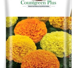 African Marigold (Genda) Annual Flower Garden Seeds for Home Gardening (400 Seeds) | Organic and Natural All Season Flowering Seeds for Pots