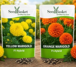 SeedBasket F1-Hybrid Marigold Seeds Combo Pack Yellow & Orange