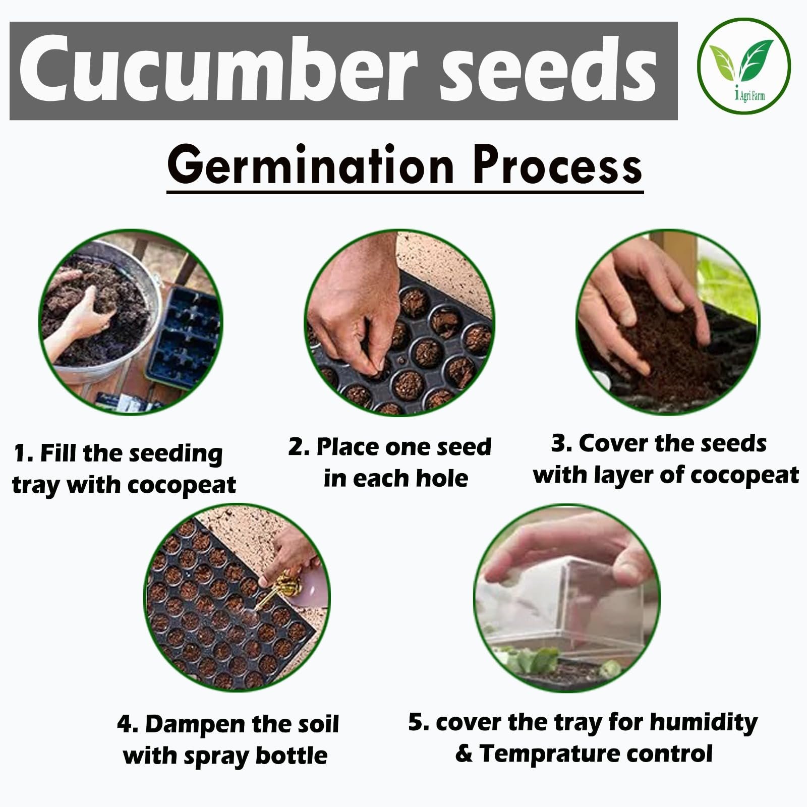 Cucumber Seeds - 200 g (Approx. 8000 Seeds) - Dosakaya - Vellari- Sambar Cucumber Seeds - Gardening & Farming Seeds - Image 4