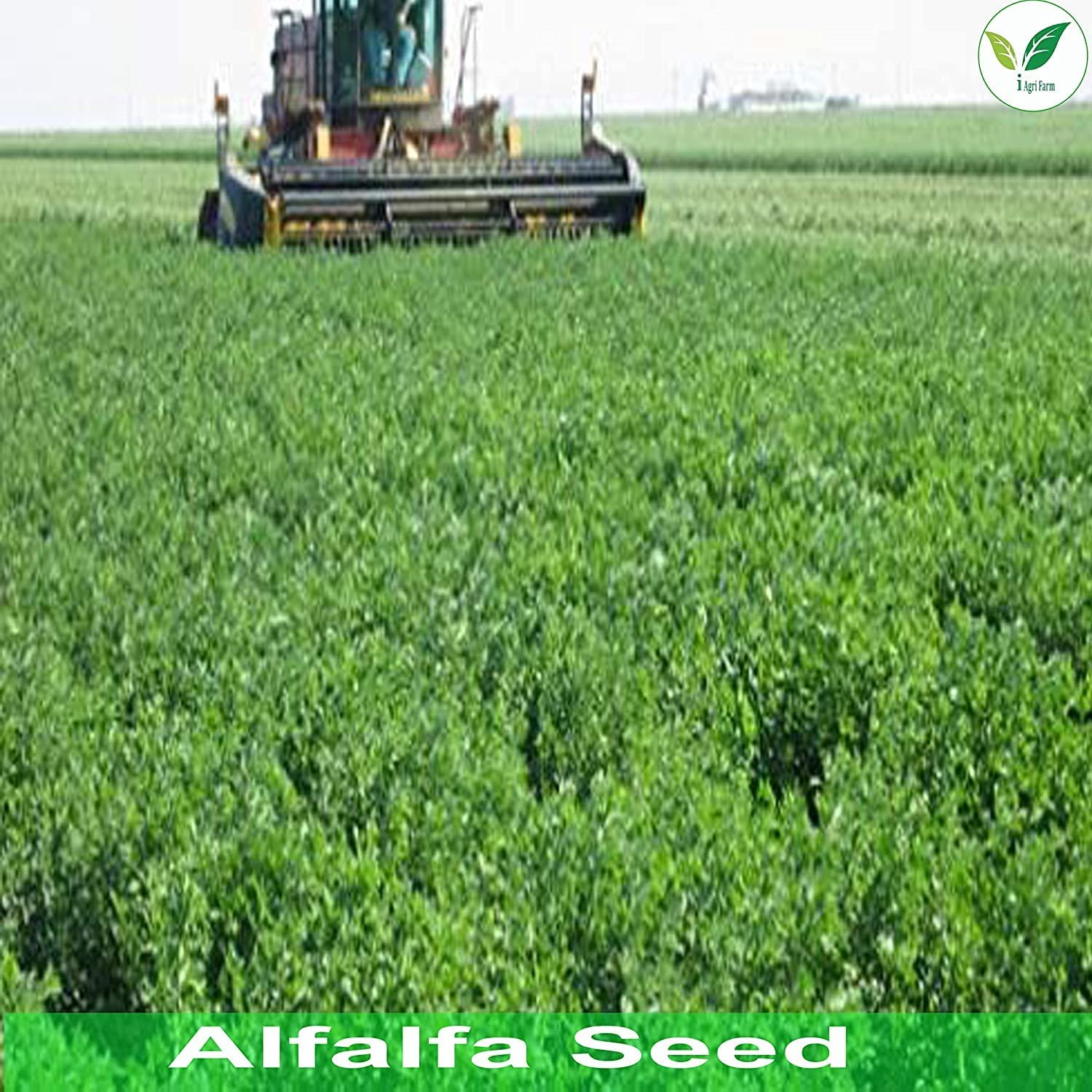 Alfalfa/Lucerne/Kuthirai Masal Seeds - 5 kg - Multicut - for Fodder Cultivation - Image 7