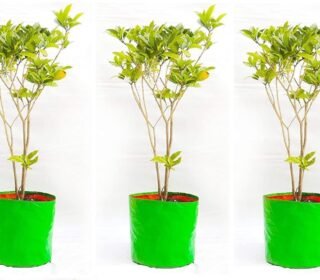 HDPE Grow Bags 18"x18" Inches Grow Bags for Home Gardening/Terrace/Balcony Gardening/Vegetable Plants for Home Gardening Big Size (Growbag_18" x18_3)