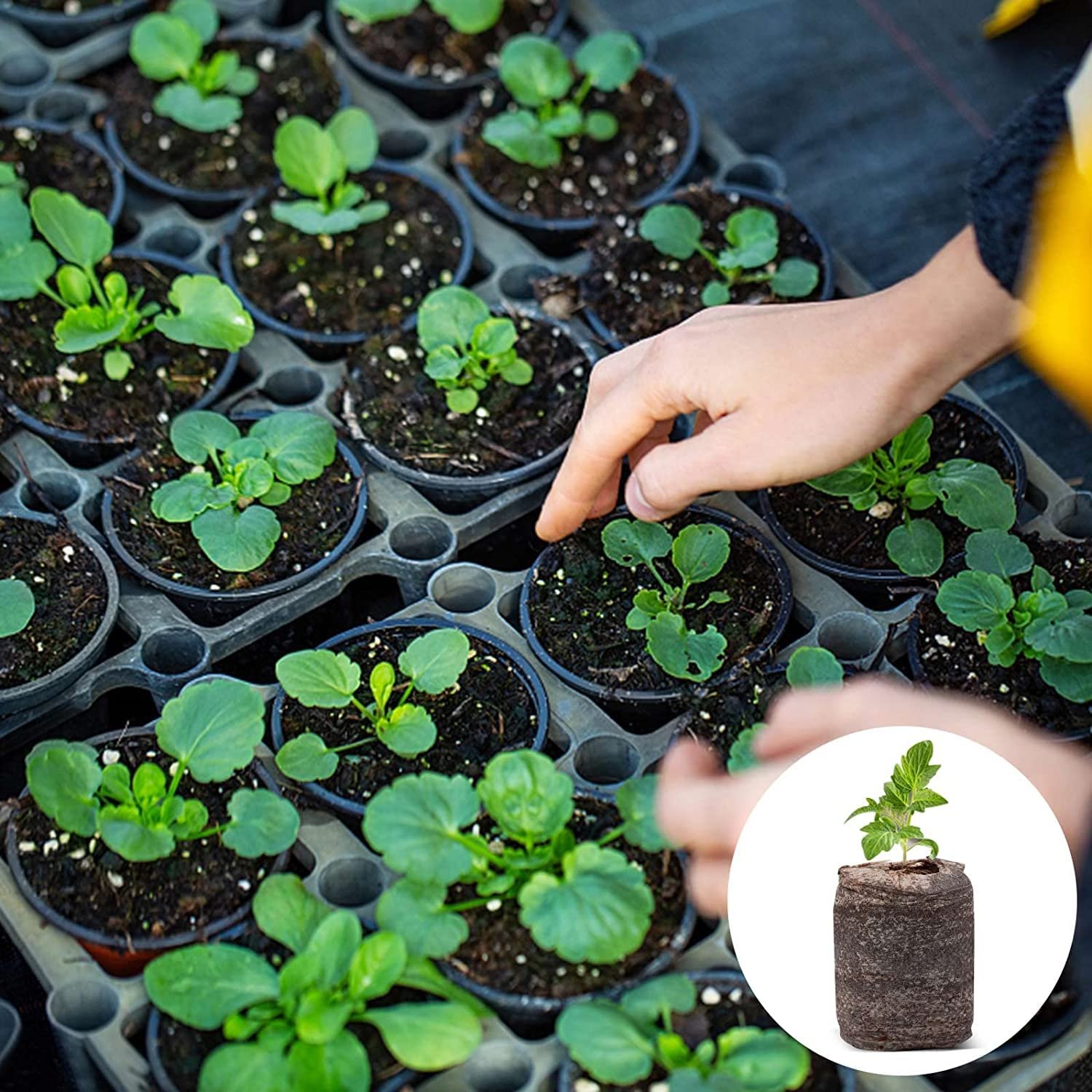 10 Pcs Peat Pellets for Seedlings, Seed Starting Pellets Compressed Nutrient Fertilizer Fiber Soil Block, Seed Starter Plugs Seedling Starter Soil for Plant Seedling. (Pack of 10 pcs) - Image 4