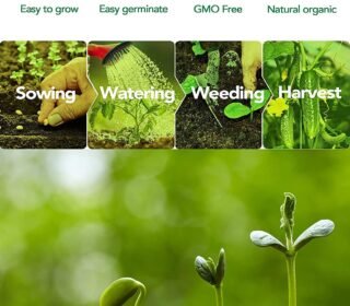 Hybrid F1 Watermelon/Tarbooz Seeds For Planting-(800 Seeds)
