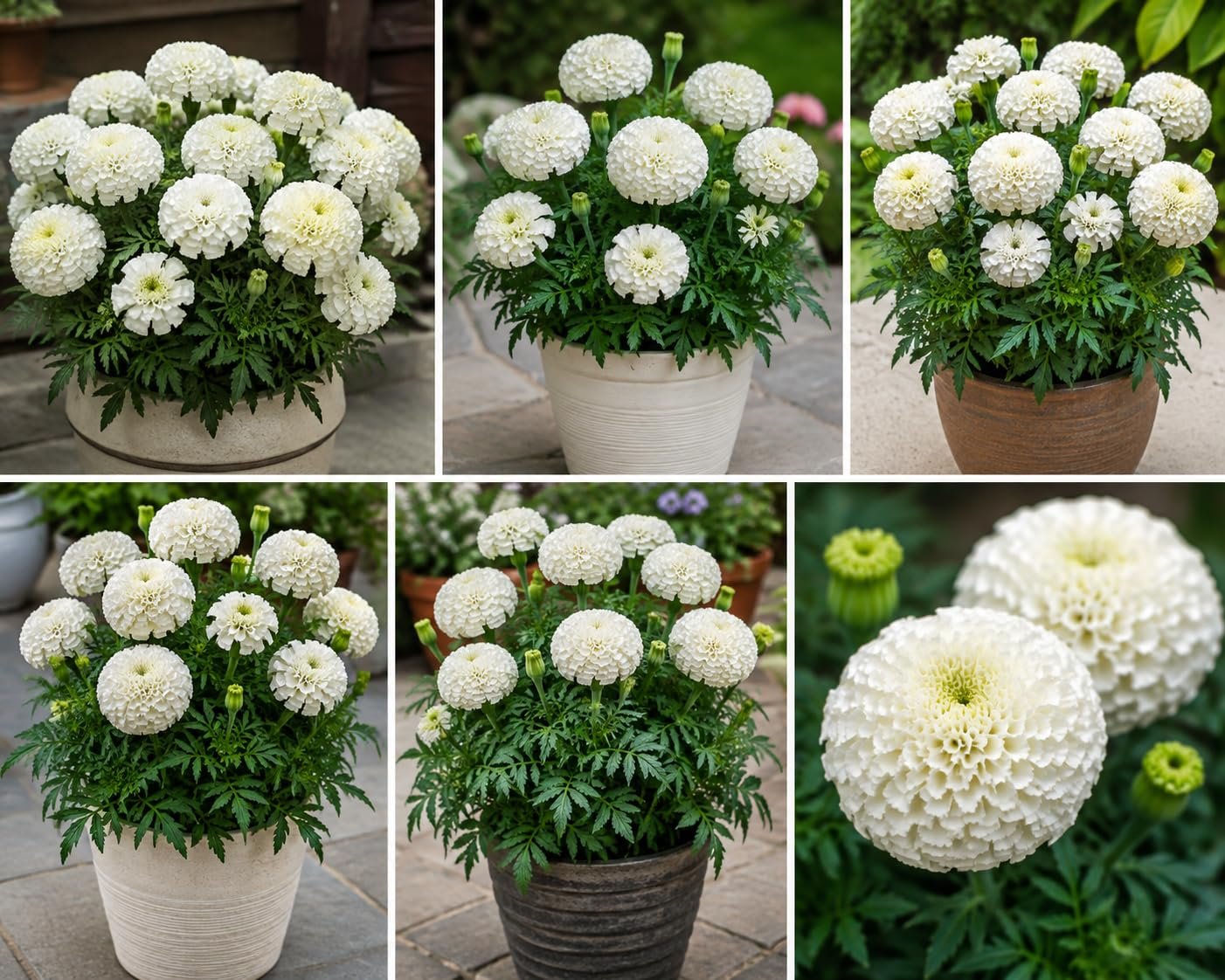 Low Maintenance Hybrid Flower Seeds Combo Pack- All Year Flower Seeds Supply (MARIGOLD 3 VARIETIES) - Image 2