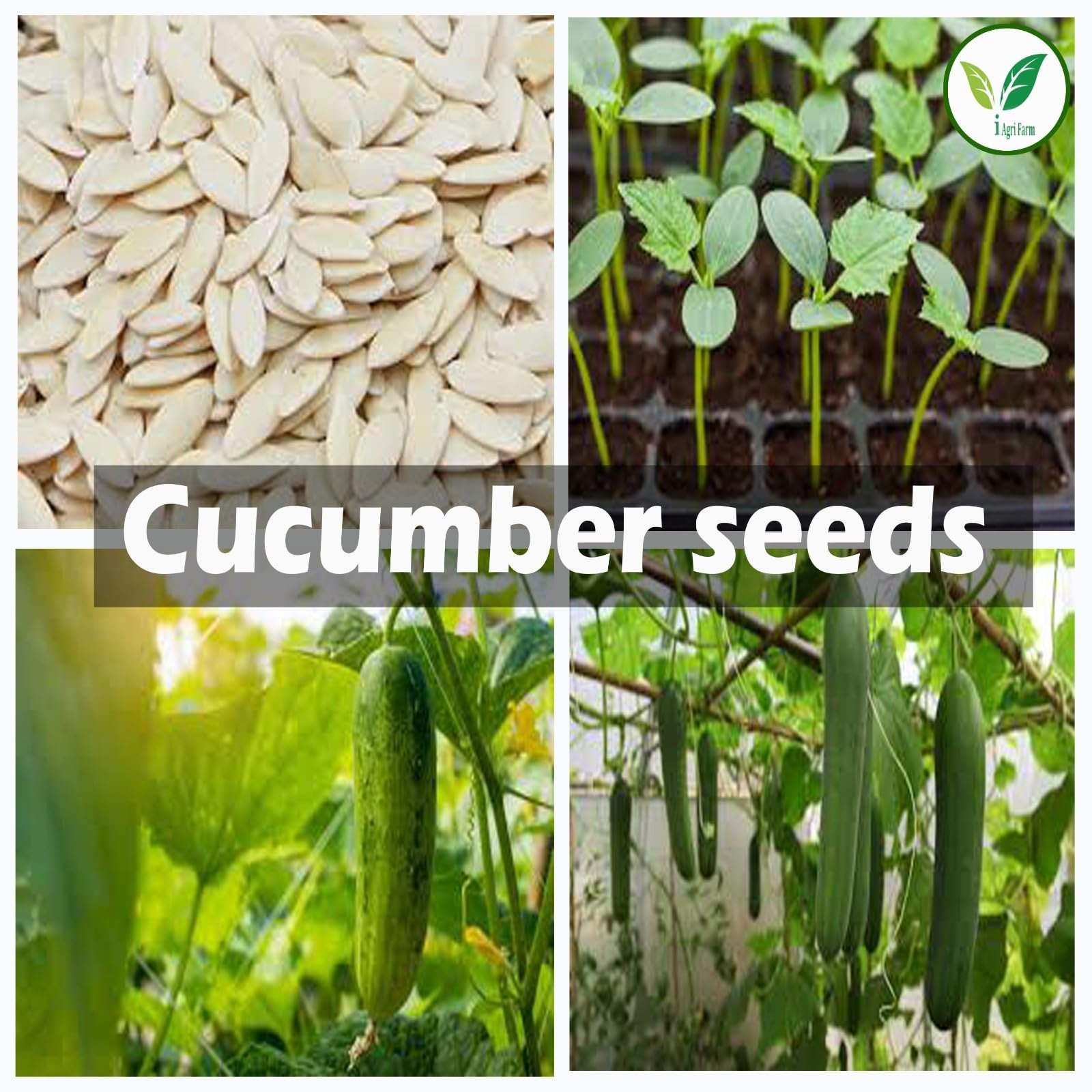 Cucumber Seeds - 200 g (Approx. 8000 Seeds) - Dosakaya - Vellari- Sambar Cucumber Seeds - Gardening & Farming Seeds - Image 2
