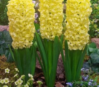 Imported Variety Hyacinth, Dutch hyacinth Flower bulbs mix color For Home Gardening (PACK OF 5, Mix color)