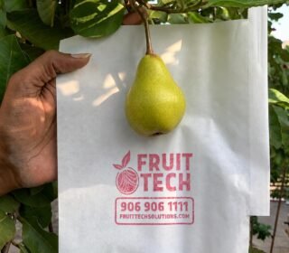 'Fruit TECH' PEAR Fruit Protection/Growth Covers and Bags 20X24CM (Pack of 100 Covers) White
