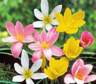 RainLily Grower’s Pack | Premium RainLily Flower Bulbs | Fresh Crop | Professional Gardening & Landscaping Pack | Perennial Flower Bulbs | Farmhouse, Resorts & Landscapes (500 Bulbs Mix)