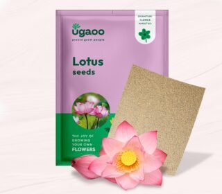 Lotus Seeds for Planting with Sandpaper - Pack of 20 Seeds | High-Germination Lotus Seeds for Planting in Water, Home Garden & Ponds