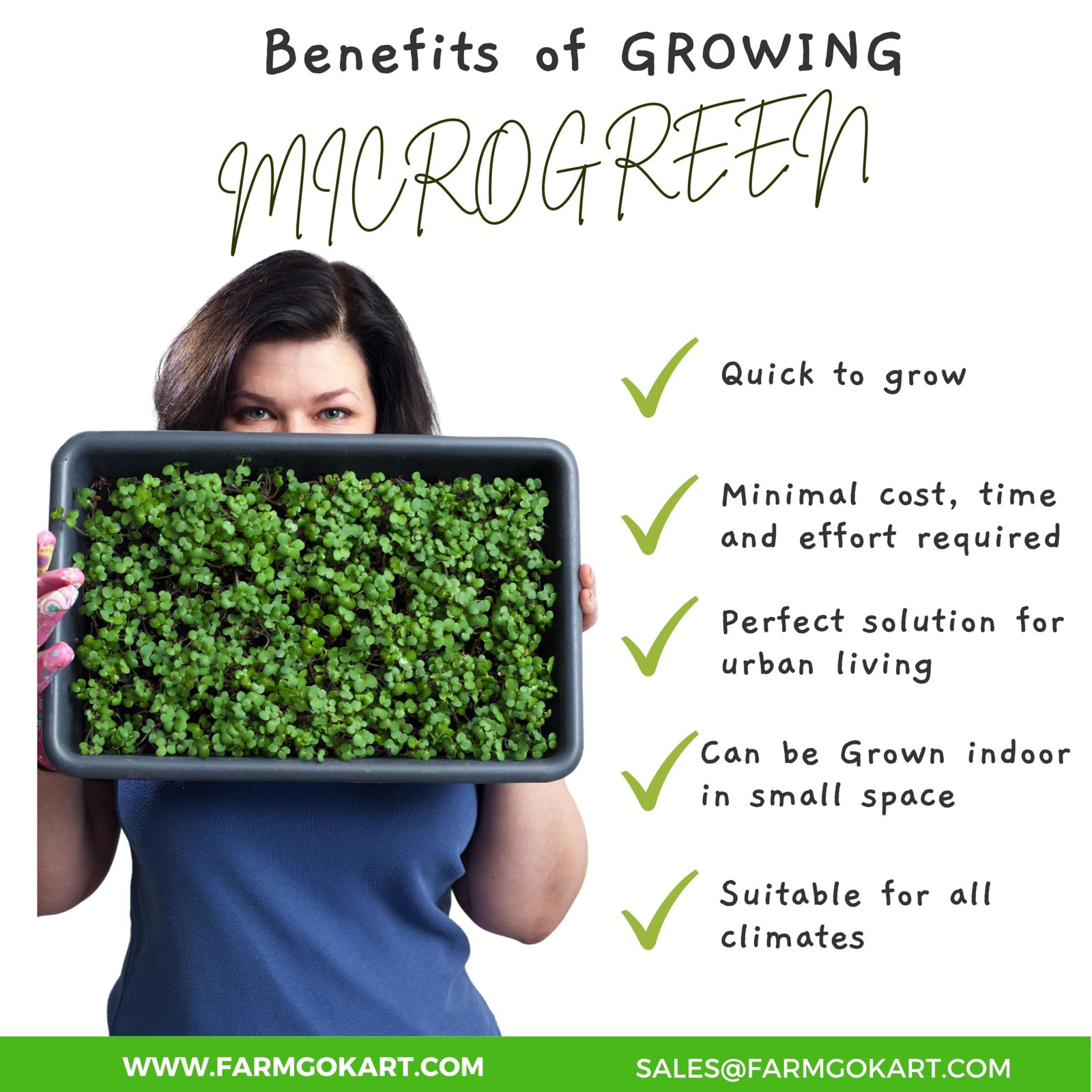 BROCCOLI MICROGREEN SEEDS | 100 Gms |- Non-GMO, Heirloom Seeds for Growing Microgreens in Soil, Coconut Coir, Aerogarden & Hydroponic - Image 5