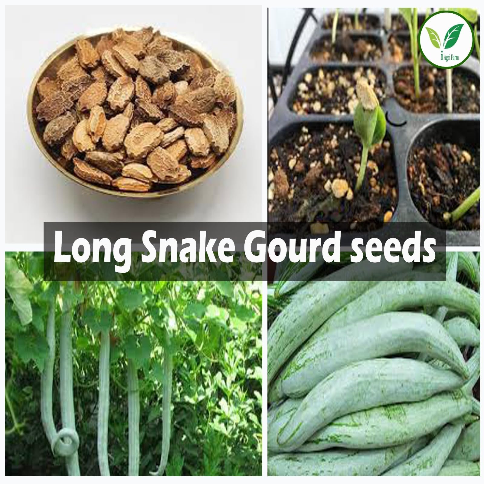 Snake Gourd Seeds - 250 gram (Approx. 450 Seeds) - for Farming & Home Gardening - Image 5