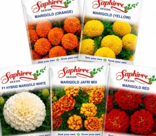 Marigold Flower Seeds Combo Pack | 5 Varieties | 500+ Seeds | Orange, Yellow, White, Red & Jafri Mix | High Germination | Easy to Grow for Home Gardening
