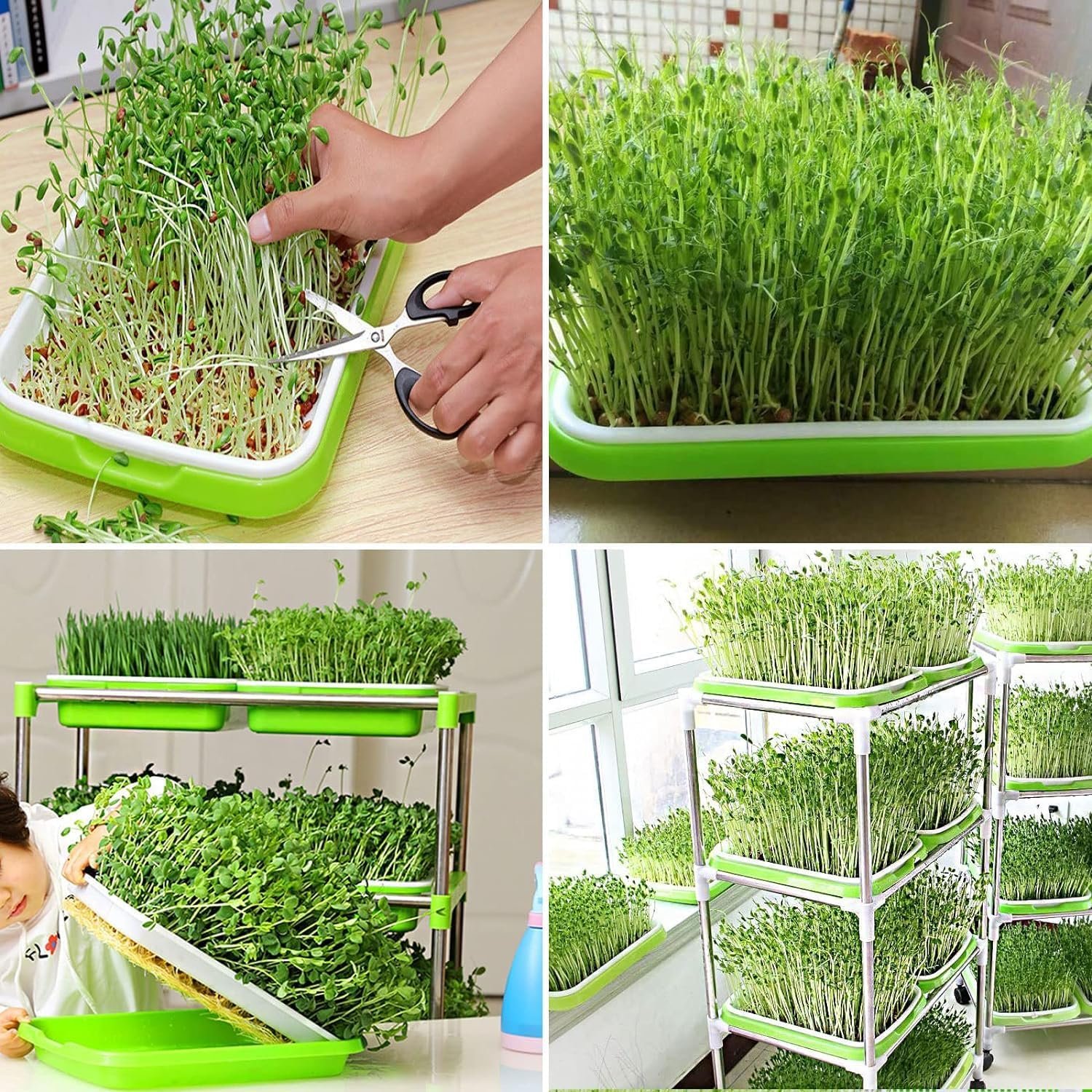 Seed Sprouter Tray Without Lid Microgreens Growing Trays Sprouts Growing Kit Propagation Trays Healthy Wheatgrass Grower Storage Sprouting Tray for Garden Home Office (2PCS) - Image 5