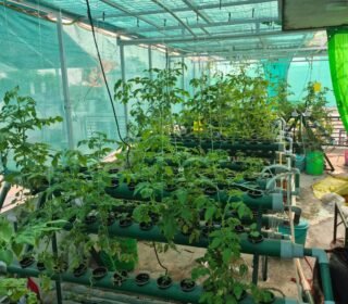 NFT Kit 64 Planter Hydroponic NFT Kit for Home/Outdoor (Green) Agro Lab