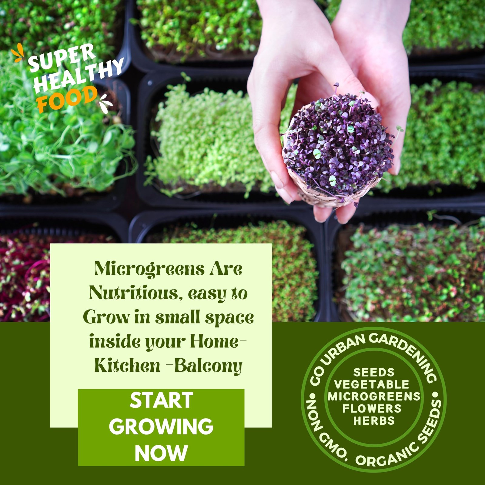BROCCOLI MICROGREEN SEEDS | 100 Gms |- Non-GMO, Heirloom Seeds for Growing Microgreens in Soil, Coconut Coir, Aerogarden & Hydroponic - Image 3