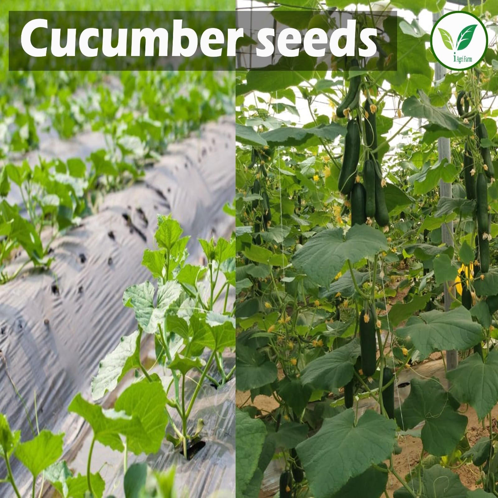 Cucumber Seeds - 200 g (Approx. 8000 Seeds) - Dosakaya - Vellari- Sambar Cucumber Seeds - Gardening & Farming Seeds - Image 6