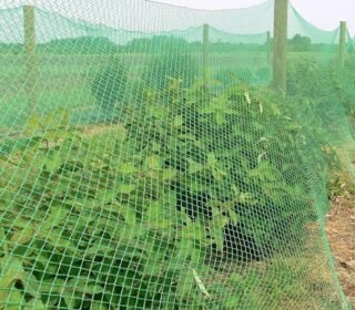 Bird Netting | Heavy-Duty Anti-Bird Protection For Garden, Fruit Trees, And Vegetables | Durable (10 x 30),Green