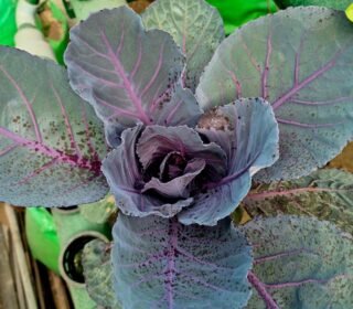 80 Planter Hydroponic NFT Kit