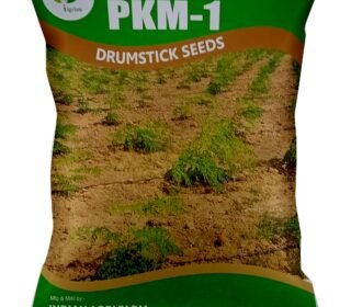 Moringa/Drumstick Seeds - 1 Kg - PKM1 Variety for Cultivation