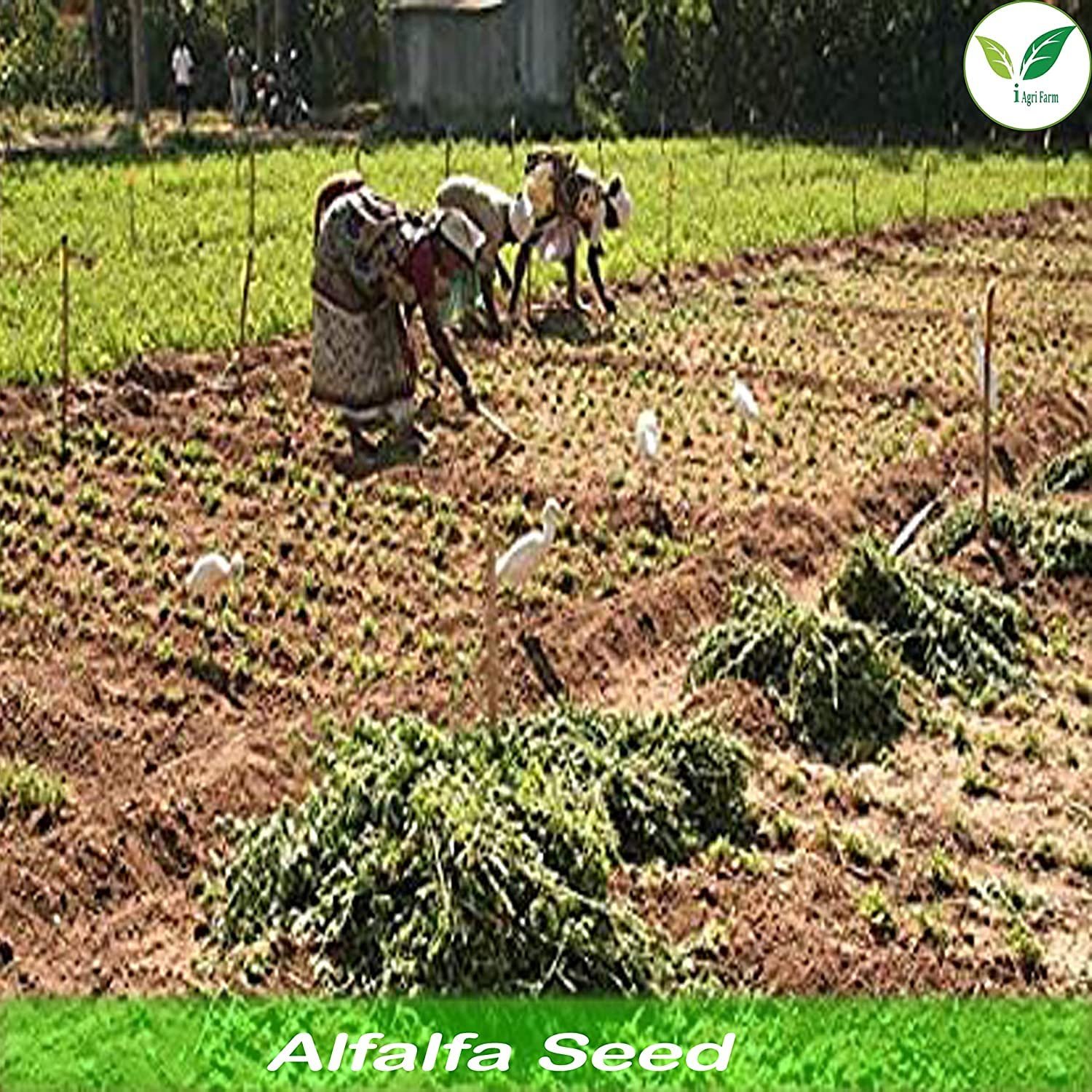 Alfalfa/Lucerne/Kuthirai Masal Seeds - 5 kg - Multicut - for Fodder Cultivation - Image 4