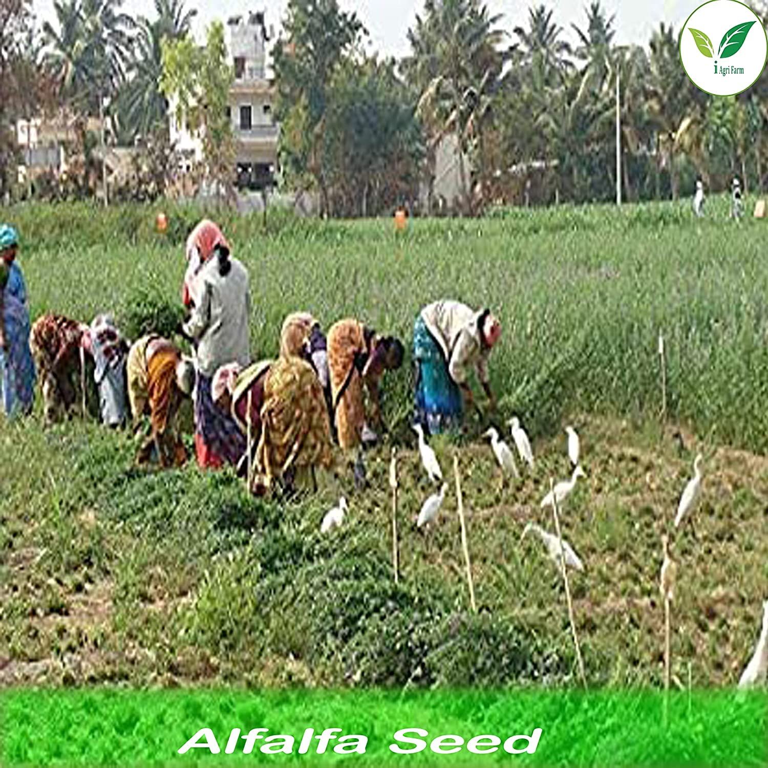 Alfalfa/Lucerne/Kuthirai Masal Seeds - 5 kg - Multicut - for Fodder Cultivation - Image 6