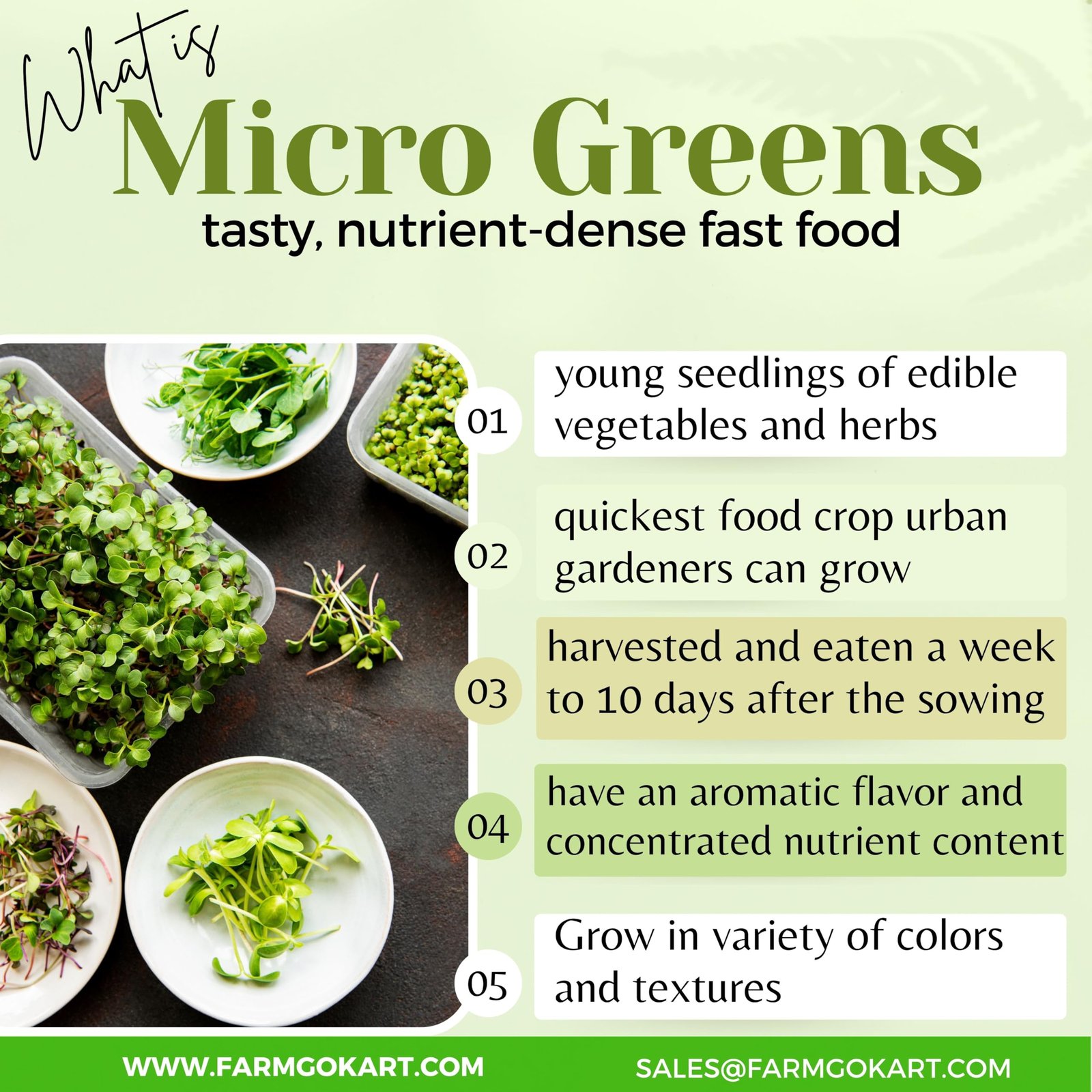 BROCCOLI MICROGREEN SEEDS | 100 Gms |- Non-GMO, Heirloom Seeds for Growing Microgreens in Soil, Coconut Coir, Aerogarden & Hydroponic - Image 4