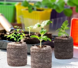 10 Pcs Peat Pellets for Seedlings, Seed Starting Pellets Compressed Nutrient Fertilizer Fiber Soil Block, Seed Starter Plugs Seedling Starter Soil for Plant Seedling. (Pack of 10 pcs)