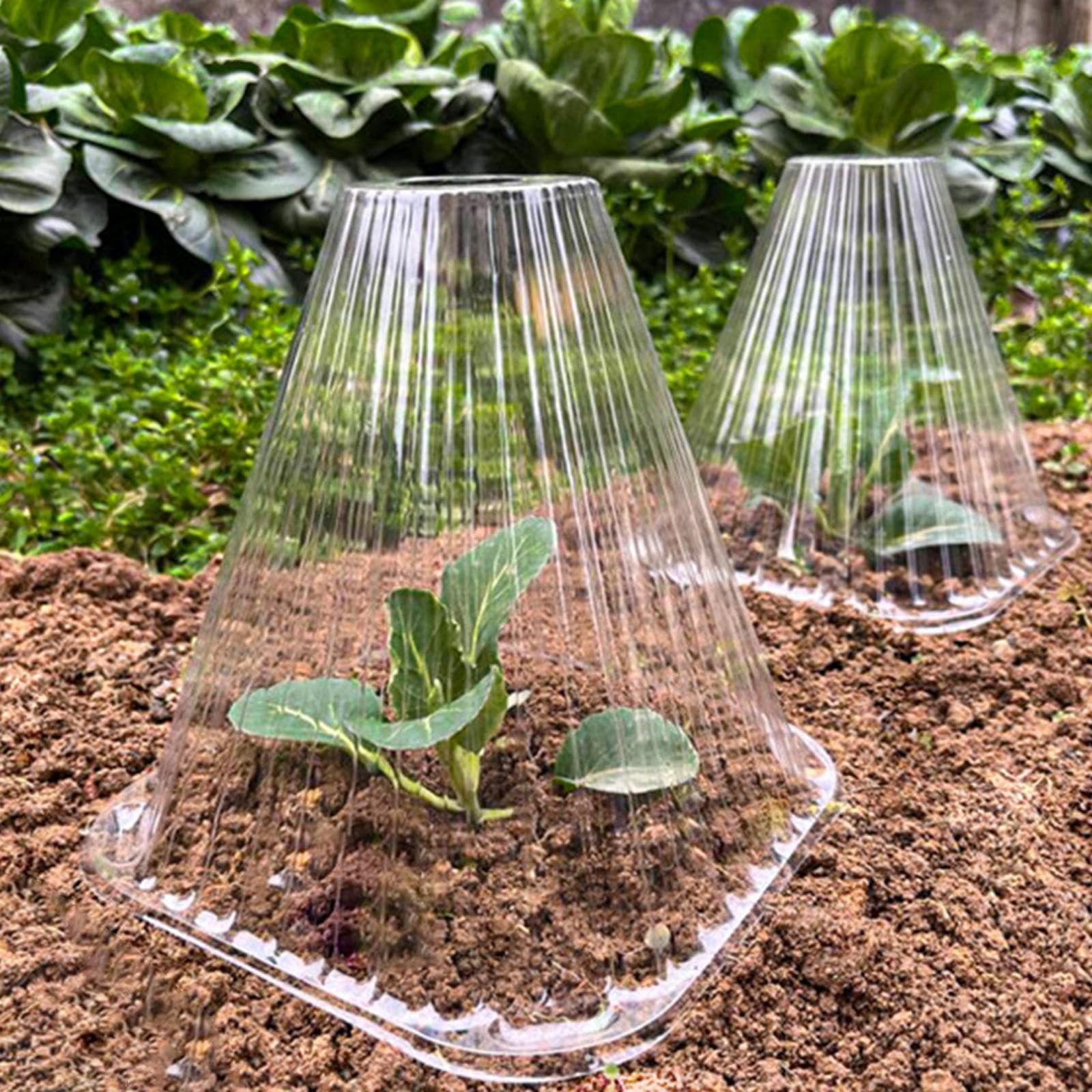 Garden Cloches for Plants Mini Greenhouse Outdoor Reusable Bell Plant Covers 15cmx15cmx4.5cm 10pcs - Image 9